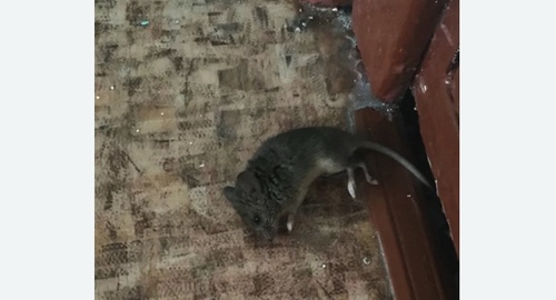 Дезинфекция от мышей в Митино города Москвы